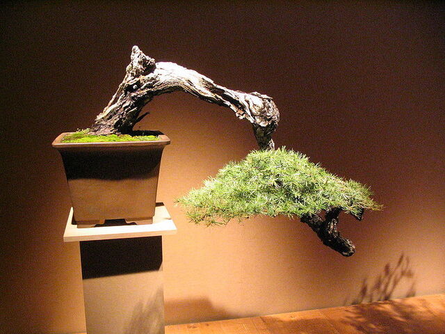 File:Cascade bonsai.jpg