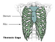 Illu thoracic cage