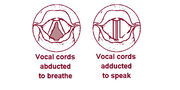Illu07 larynx02