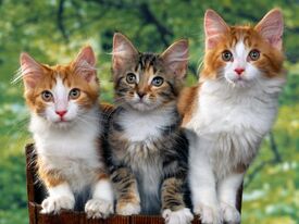 Cats