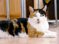 Dianascat