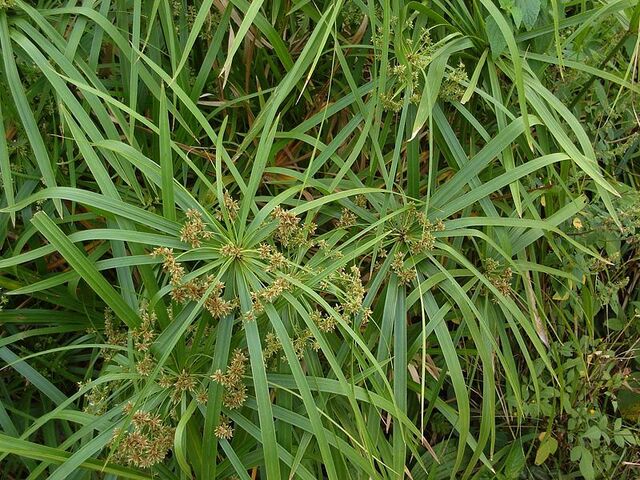 File:Flowering Cyperus alternifolius.jpg