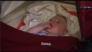 Daisy.jpg
