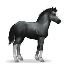 Shire Foal
