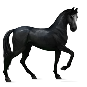 File:Black Akhal-Teke.png