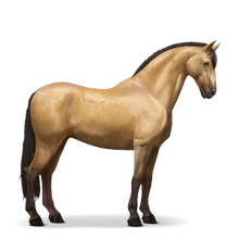 Lusitano.Falbe.png