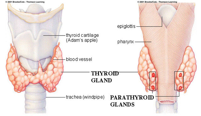 Fil:Parathyroid-glands.jpg