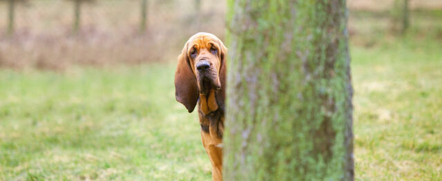 Datei:Bloodhound.jpg