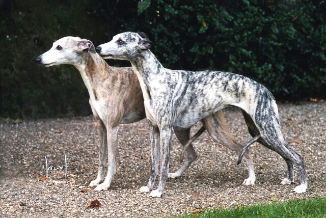 Datei:ZweiWhippets.jpg