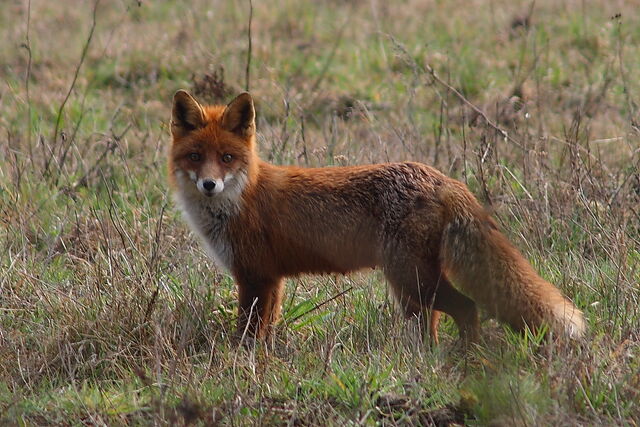 Datei:Fuchs4.jpg