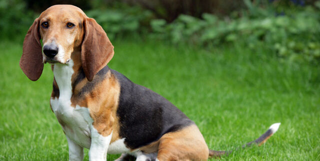 Datei:Basset im Sitzen.jpg