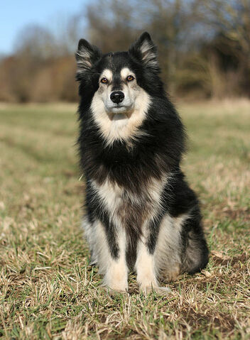 Datei:FinnischerLapphundVorne.jpg