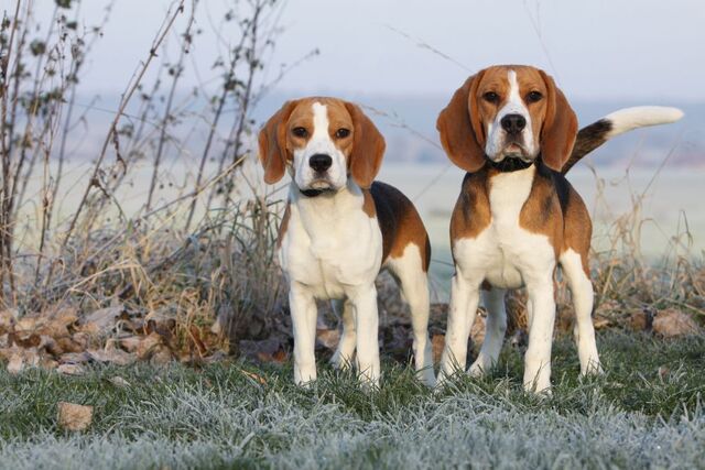 Datei:ZweiBeagle.jpg