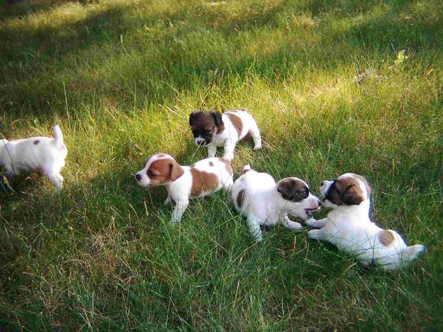Datei:JackRusselTerrierWelpen.jpg
