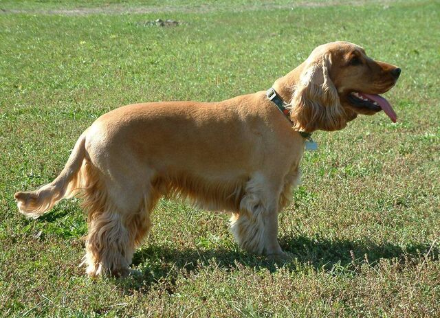 Datei:CockerSpaniel.jpg