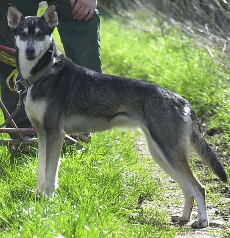 Datei:AlaskanHusky.jpg