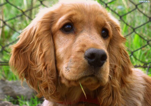 Datei:CockerSpanielKopf.jpg