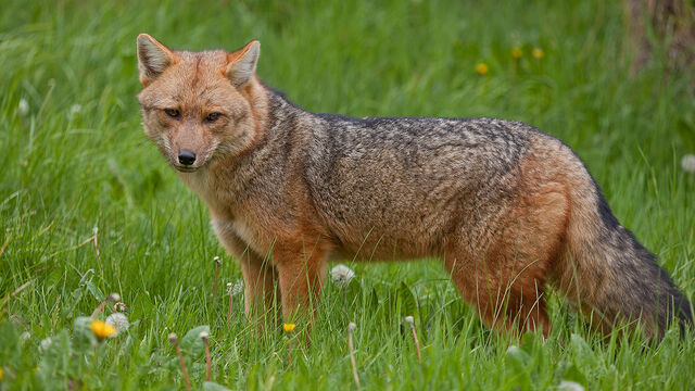 Datei:Andenfuchs-a23218037.jpg