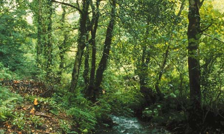 File:Woods.jpg