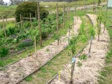 File:Orchard.jpg