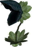 Dekubaba1-0