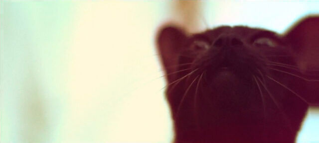 File:B; cat 1.jpg