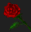 File:Red Rose.png