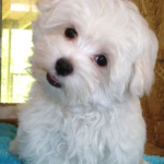 File:Cutepuppy -)))).png