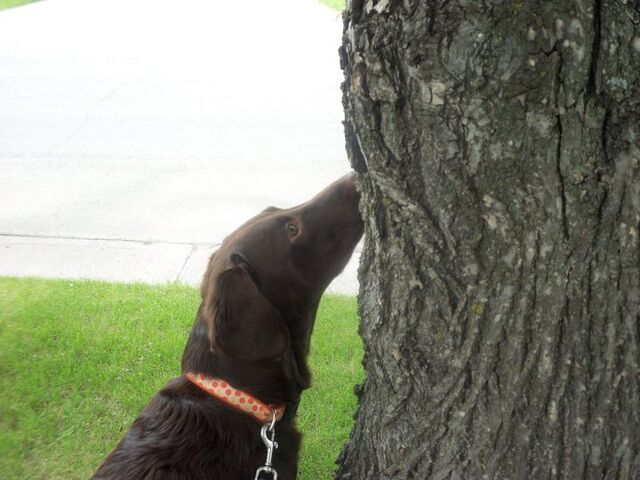 File:Looking for squireels.jpg