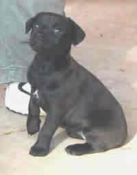 File:Patterdalepup1.jpg