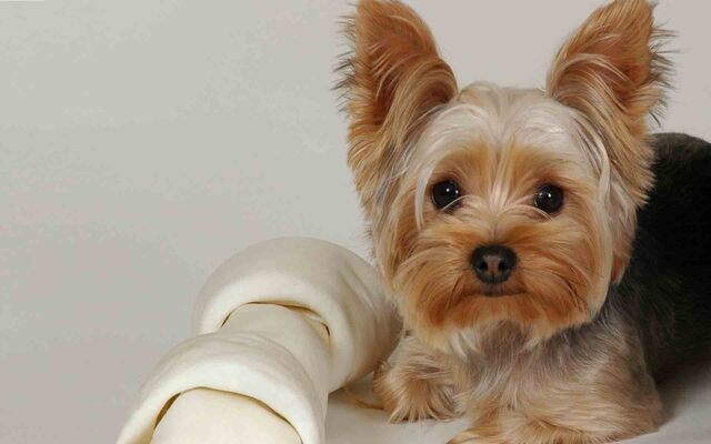 File:Training-Yorkie-Puppies5.jpg