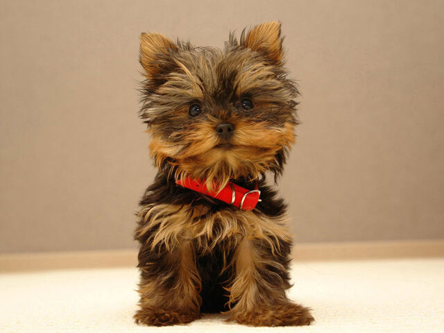 File:Yorkie Puppy.jpg