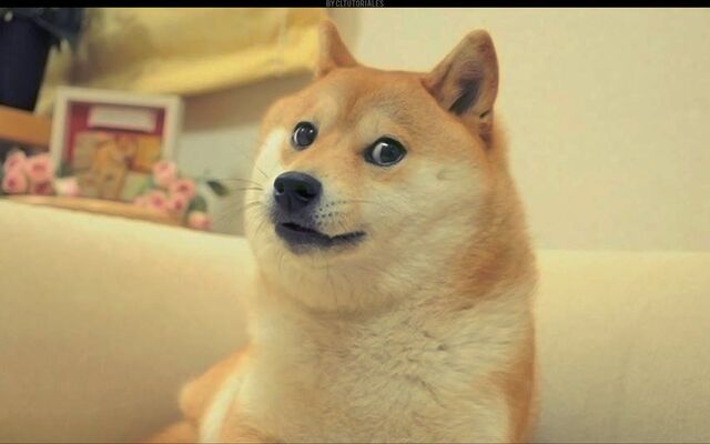 File:Doge.jpg