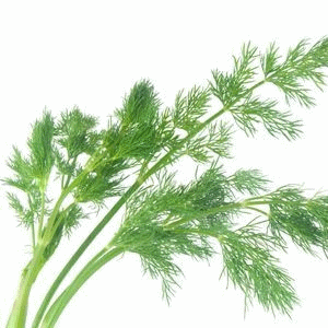 Image - Dill with it.g...