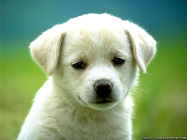 File:Puppy.jpg