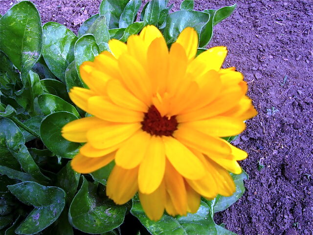 File:IMG 7435.jpg