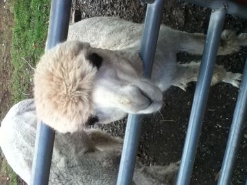 File:Llamas.jpg