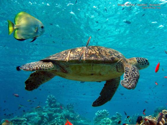 File:Under-water.jpg