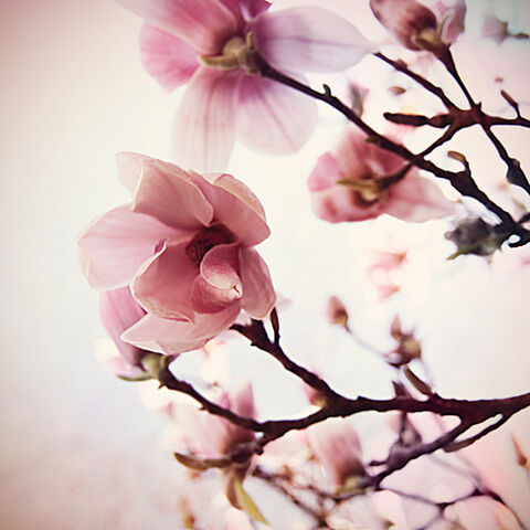 File:Cherryblossom.jpg