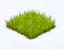 Grass