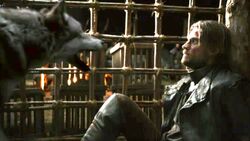 Grey-Wind-and-Jaime-Lannister-game-of-thrones-direwolves-29370438-1241-699
