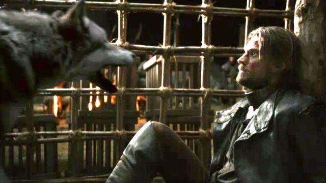 File:Grey-Wind-and-Jaime-Lannister-game-of-thrones-direwolves-29370438-1241-699.jpeg