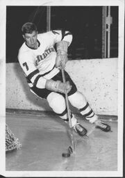 Davidpoile