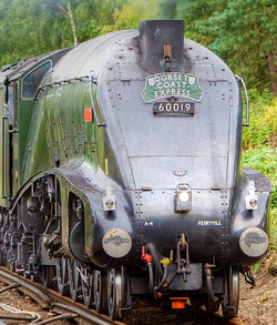 Bittern