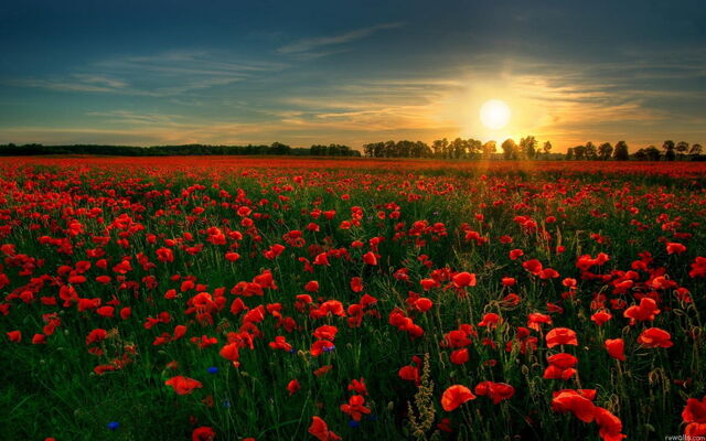 File:Red flower garden.jpg