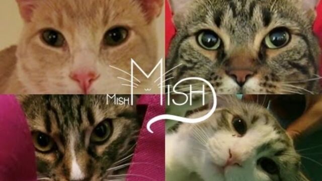 File:Mishmish.jpg