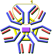 Arquivo:Figura3 DHP1.jpg
