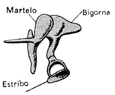 Arquivo:Audição3.jpg