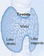 Arquivo:Tireoide61.jpg