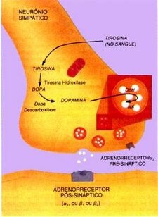 Fenilcetonuria3.jpg